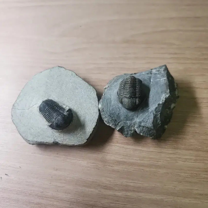 [BUNJANG] Gerastos Trilobite Fossil (2 Specimens) / (급처)게라스토스 삼엽충 화석 2점
