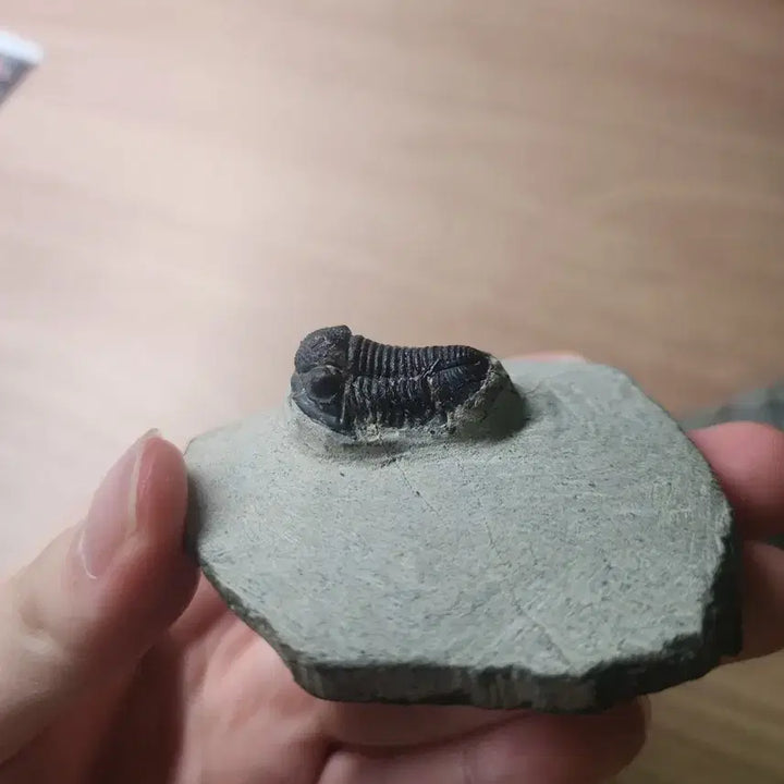 [BUNJANG] Gerastos Trilobite Fossil (2 Specimens) / (급처)게라스토스 삼엽충 화석 2점