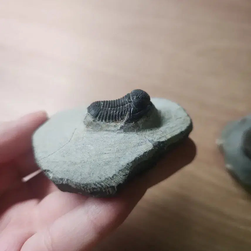 [BUNJANG] Gerastos Trilobite Fossil (2 Specimens) / (급처)게라스토스 삼엽충 화석 2점