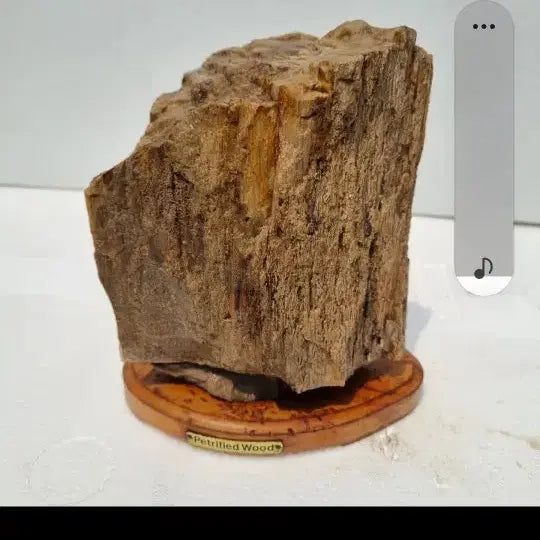 [BUNJANG] Petrified Wood / 나무화석. 사진되로 종이컵사이즈비교