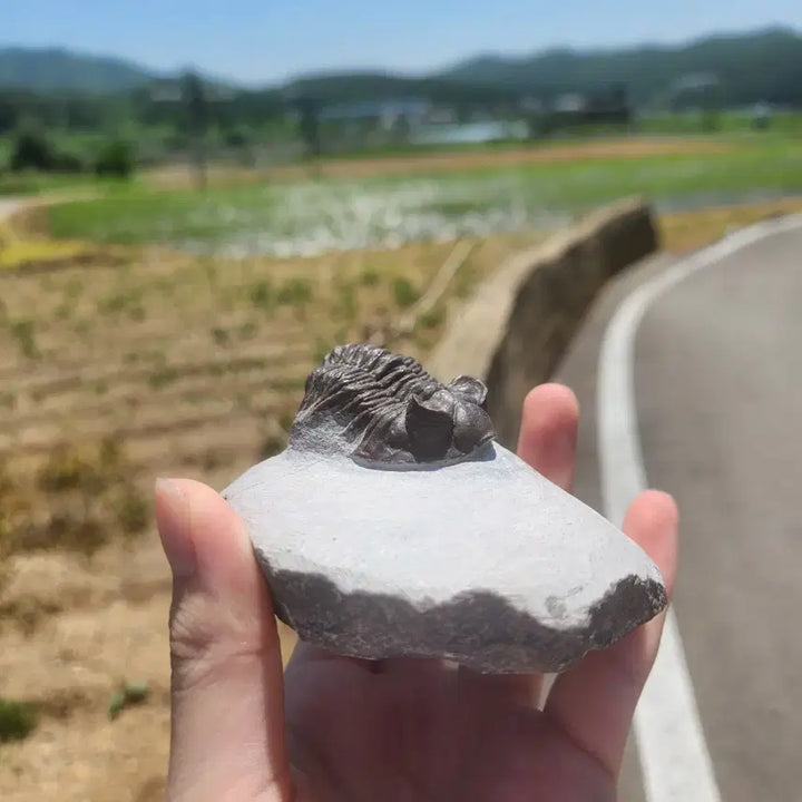 [BUNJANG] Coltraneia Oufatenensis Fossil / 초콜릿 색깔 콜트레니아 삼엽충