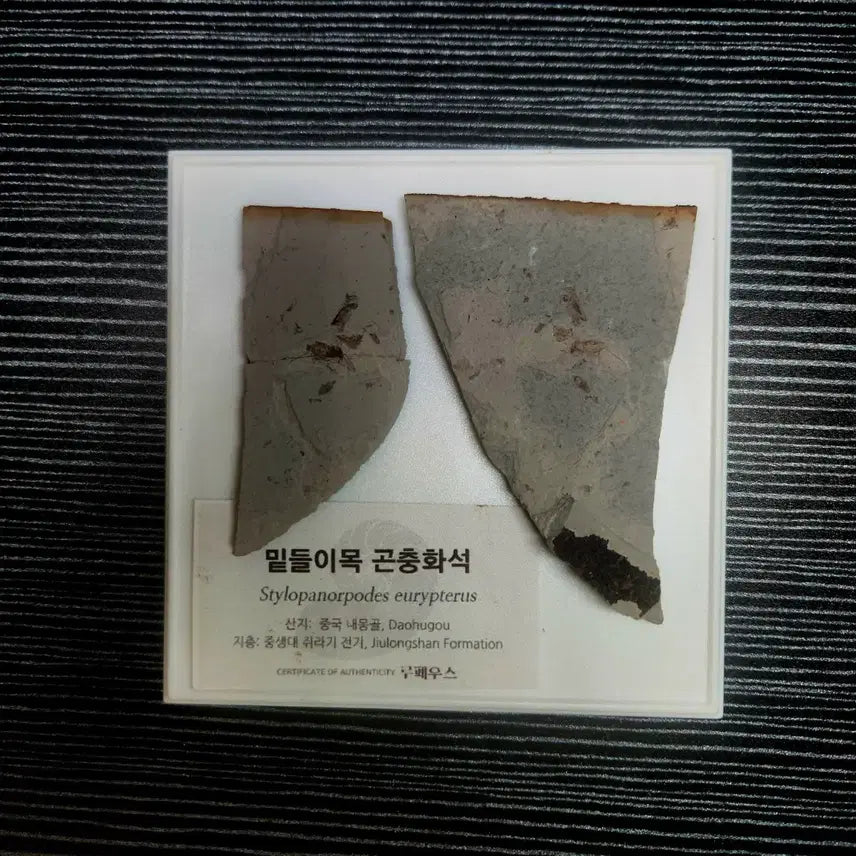 [BUNJANG] Stylopanorpodes sp. Insect Fossil (Jurassic Period, Daohugou) / 밑들이목 곤충화석