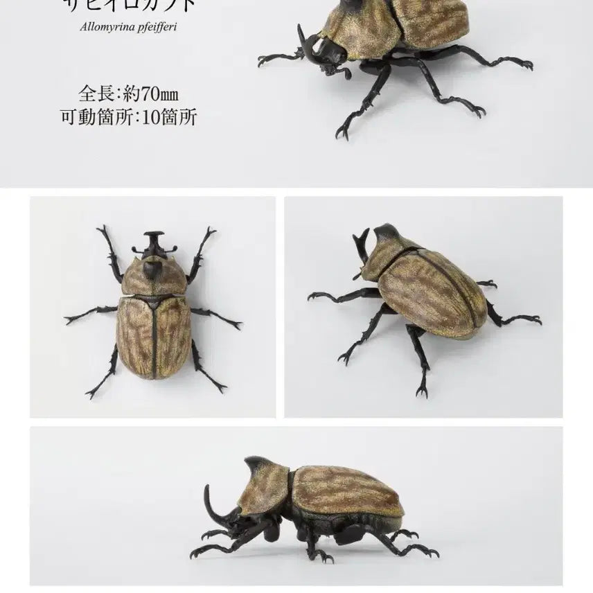 [BUNJANG] Bandai Biological Encyclopedia 10 Dynastes Hercules Herculesch / 반다이 생물 대도감 장수풍뎅이 10 사이비로카부토