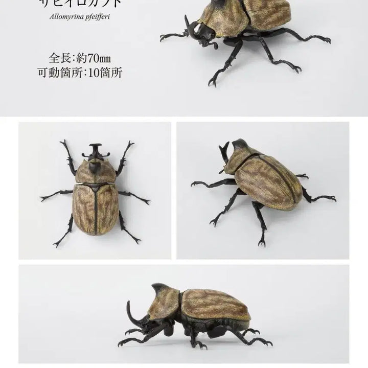 [BUNJANG] Bandai Biological Encyclopedia 10 Dynastes Hercules Herculesch / 반다이 생물 대도감 장수풍뎅이 10 사이비로카부토