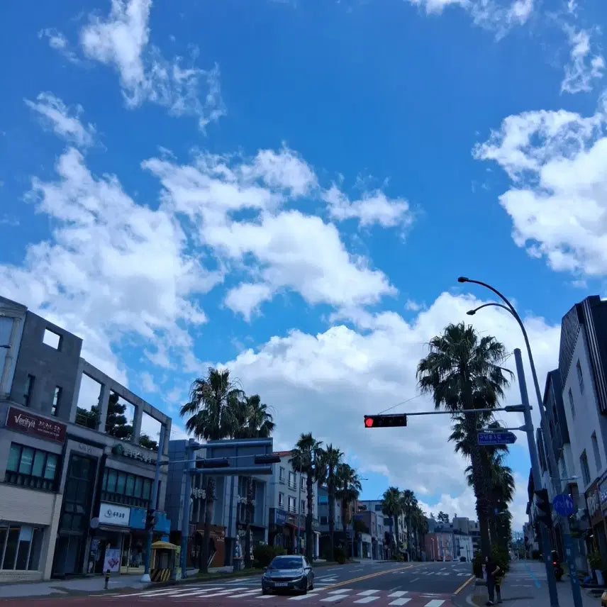 [BUNJANG] Jeju Island Street Scenery Photographs / 제주도 사진 여러장 맑은 하늘과 구름, 야자수, 거리 풍경