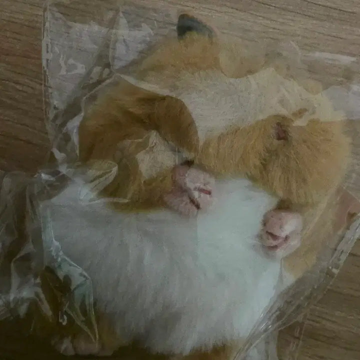 [BUNJANG] Hamnigi Hamster Doll Mitarashi Color Brand New / 햄니기리 햄스터 인형 미타라시 색상 신품 미개봉