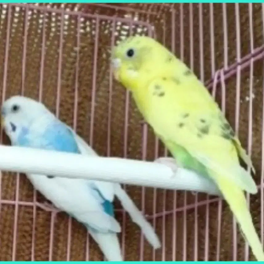 [BUNJANG] Pair of Lovebirds Stone Figurine (21x19x8cm) / 잉꼬새 1쌍 21x19x8cm