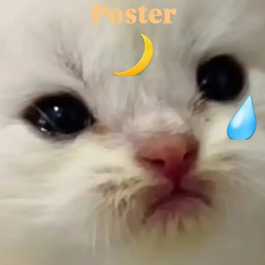 [BUNJANG] Cute Kitten Poster / 고양이 포스터