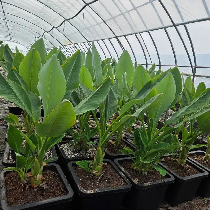 [BUNJANG] Golden Lotus Banana Large Pot / 황금연꽃바나나