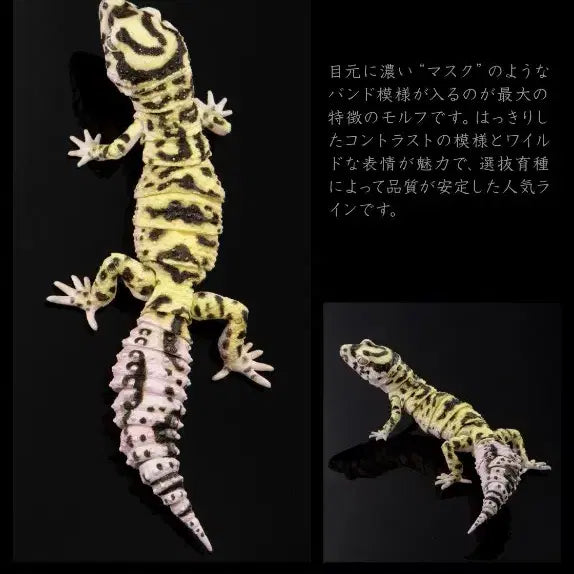 [BUNJANG] Bandai Creature Encyclopedia Advance Selected 02 Armadillo + Leopard Gecko Bandit / 반다이 생물대도감 어드밴스 셀렉티드02