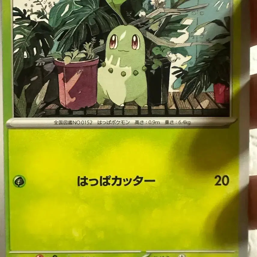[BUNJANG] Pokemon Card Japanese Chikorita 003/063 / 포켓몬 카드 일판 치코리타