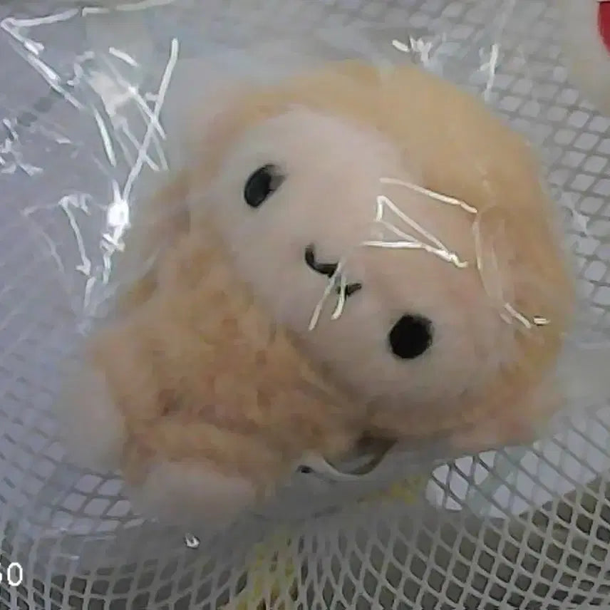 [BUNJANG] Hinakuu Kusungi Plush / (현물) 히나쿠우 쿠숭이 양도