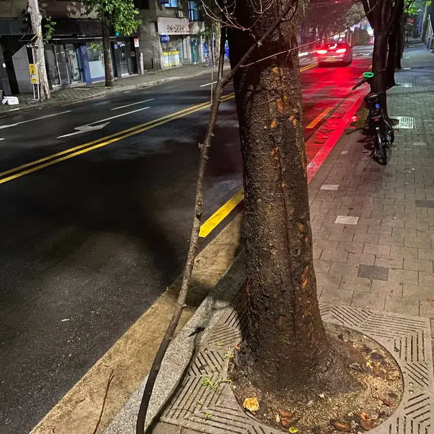 [BUNJANG] Nature&
