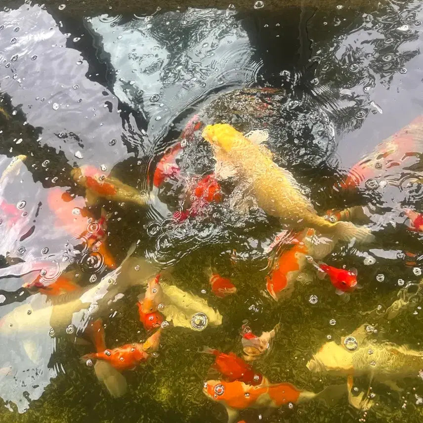 [BUNJANG] Koi Fish and White Cloud Mountain Minnow / 비단잉어 와 구슬사바 판매해요~ ( 여러가지 색상과모양이 있어요)