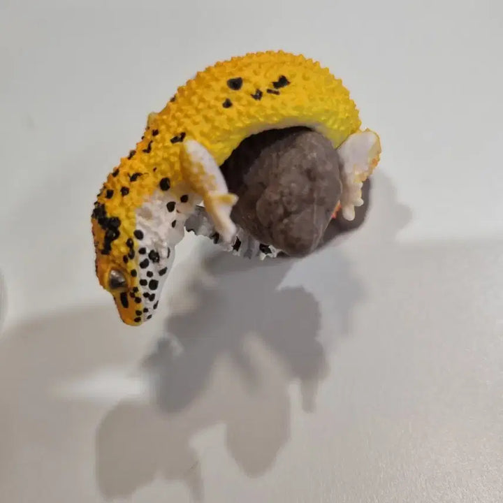 [BUNJANG] Reptile &amp; Amphibian Figurines Set (Leopard Gecko, Snake, Frog) / 파충류 양서류 피규어 3개 세트 레오파드게코 게코 도마뱀