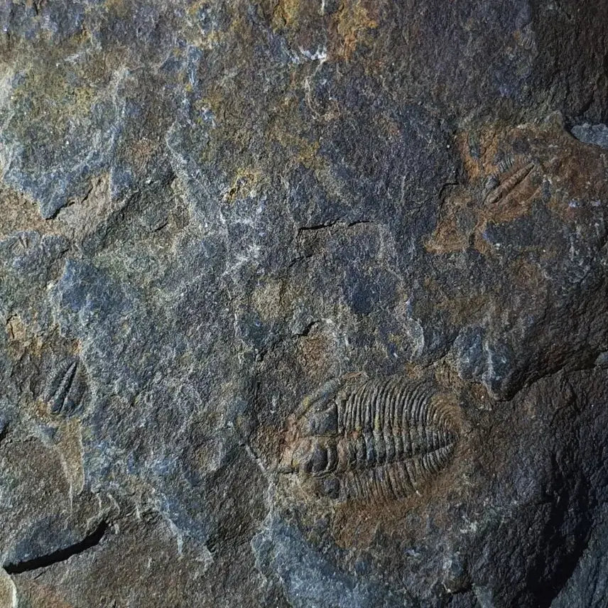 [BUNJANG] Changaspis Trilobite Fossil / 창가스피스 삼엽충
