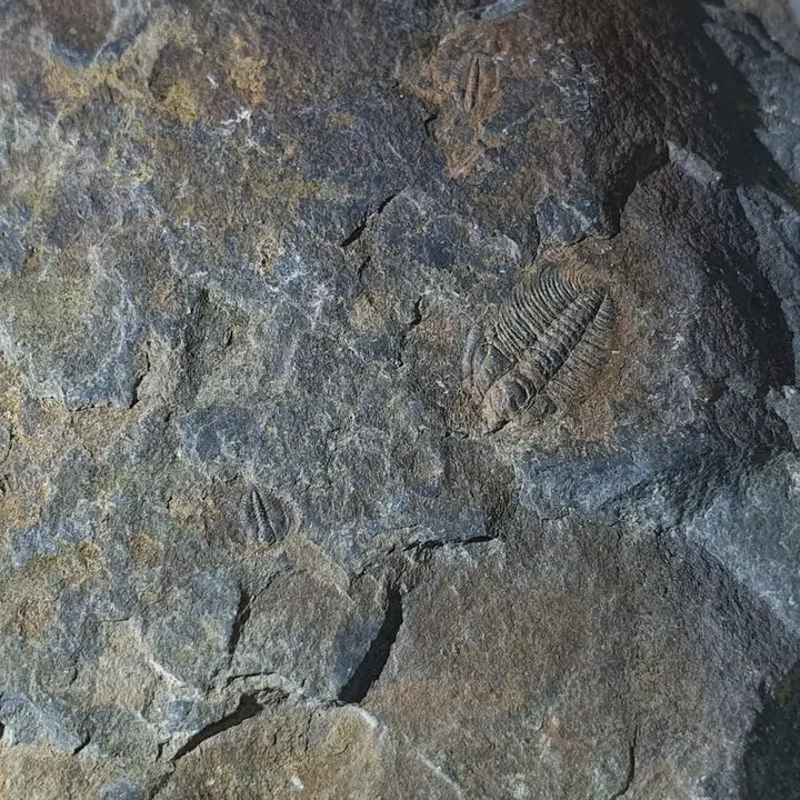 [BUNJANG] Changaspis Trilobite Fossil / 창가스피스 삼엽충