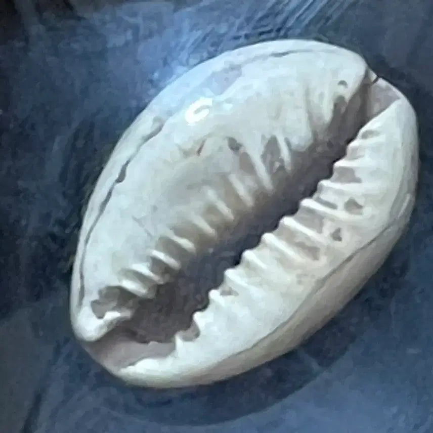 [BUNJANG] Chinese Shang Dynasty Cowrie Shell Currency / 중국 상주시대 조개 화폐