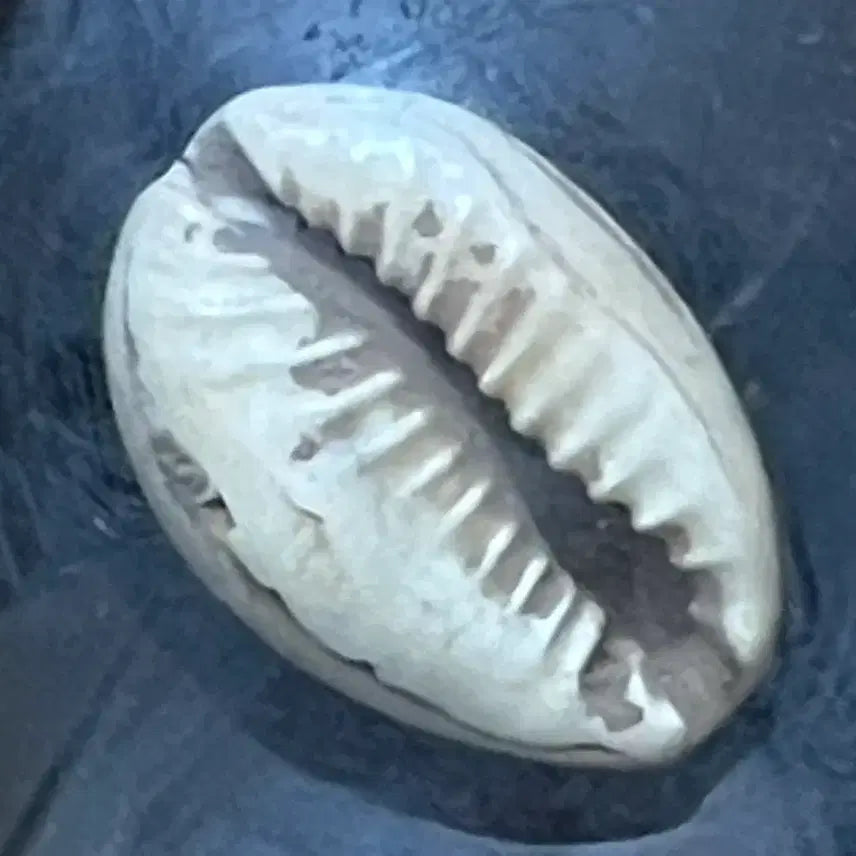 [BUNJANG] Chinese Shang Dynasty Cowrie Shell Currency / 중국 상주시대 조개 화폐