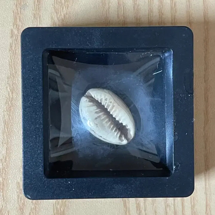 [BUNJANG] Chinese Shang Dynasty Cowrie Shell Currency / 중국 상주시대 조개 화폐