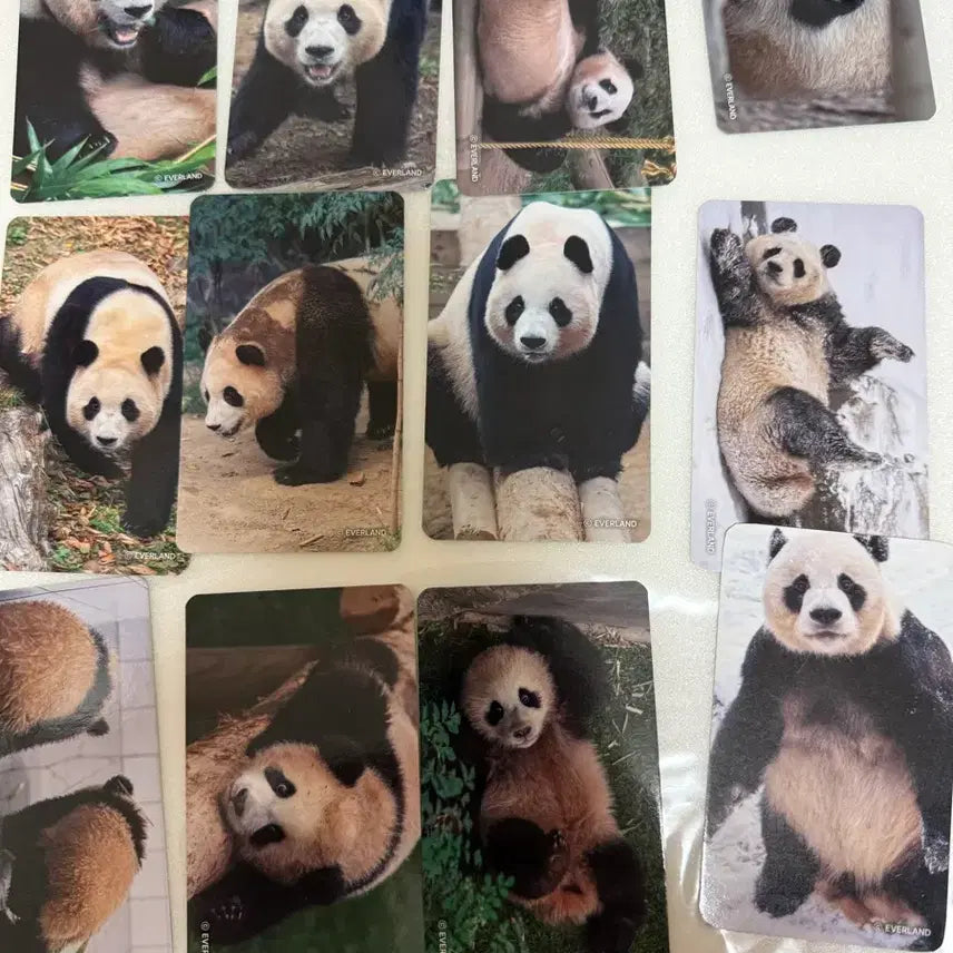 [BUNJANG] Everland Full View of Fu Bao Photocard Set / 에버랜드 전지적 푸바오 시점 포토카드 2종 일괄