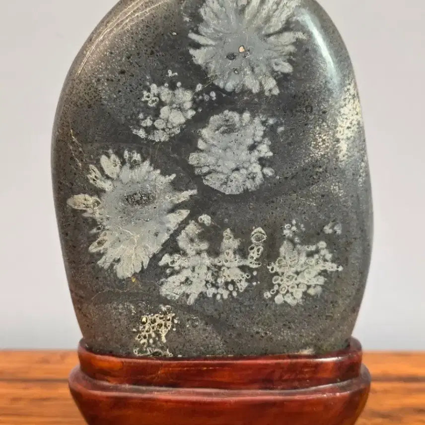 [BUNJANG] Cheongsong Chrysanthemum Stone (Gukwahseok) Display Stone / 26072807 꽃이 활짝 핀 청송 국화석 꽃돌 수석 판매합니다