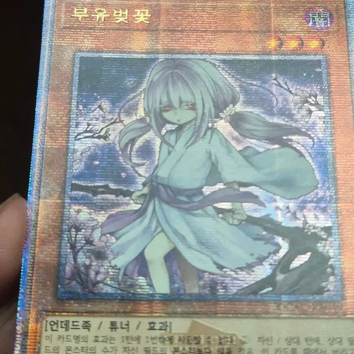 [BUNJANG] Yu-Gi-Oh! Ghostly Bloom Alternate Art Quarter Century Secret Rare / 유희왕 부유벚꽃 신일러 쿼싴