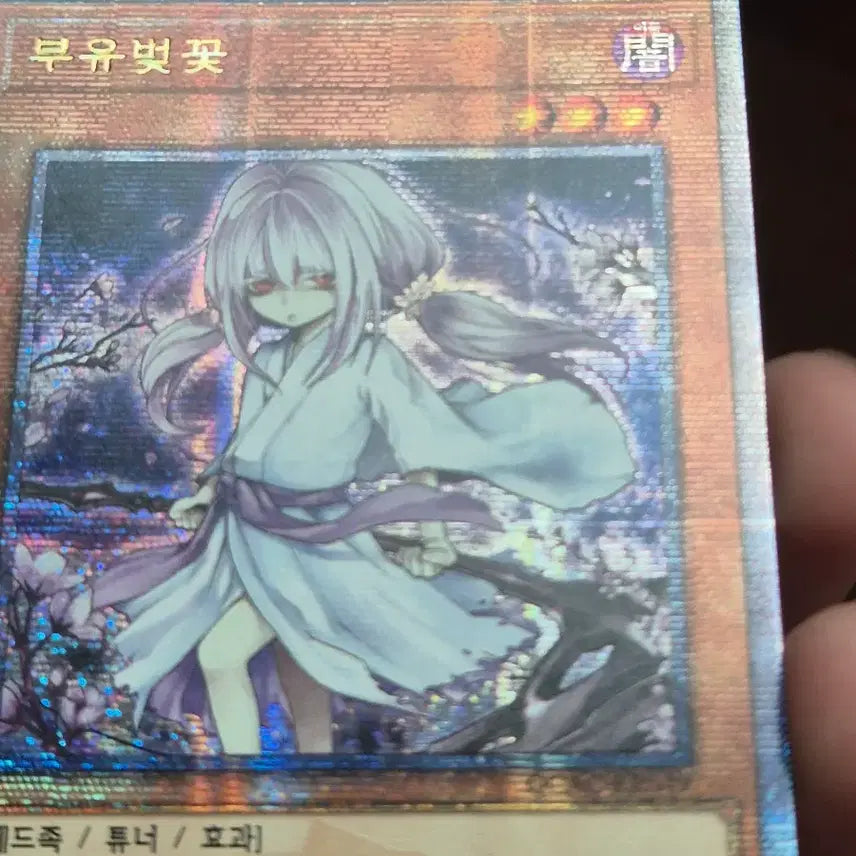 [BUNJANG] Yu-Gi-Oh! Ghostly Bloom Alternate Art Quarter Century Secret Rare / 유희왕 부유벚꽃 신일러 쿼싴