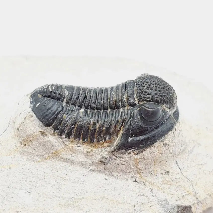 [BUNJANG] Gerastos Trilobite Fossil / 게라스토스 삼엽충