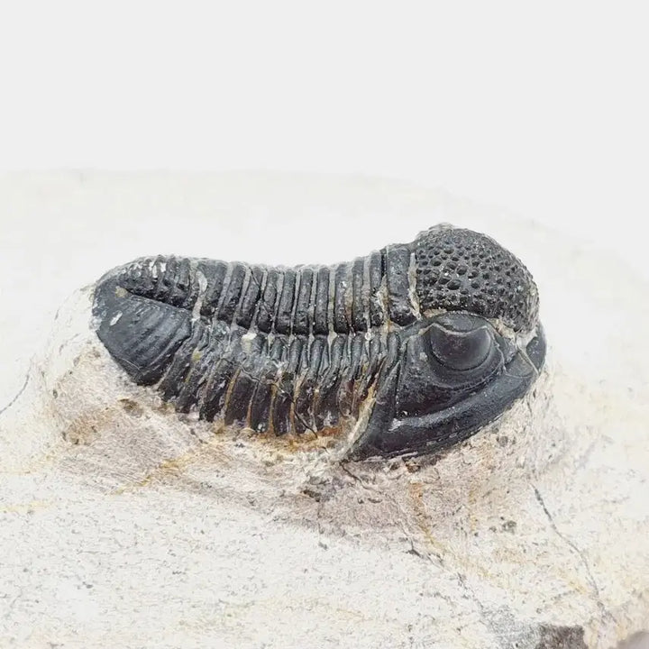 [BUNJANG] Gerastos Trilobite Fossil / 게라스토스 삼엽충