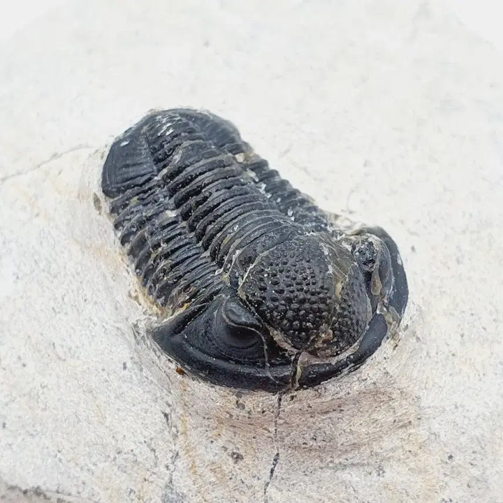 [BUNJANG] Gerastos Trilobite Fossil / 게라스토스 삼엽충