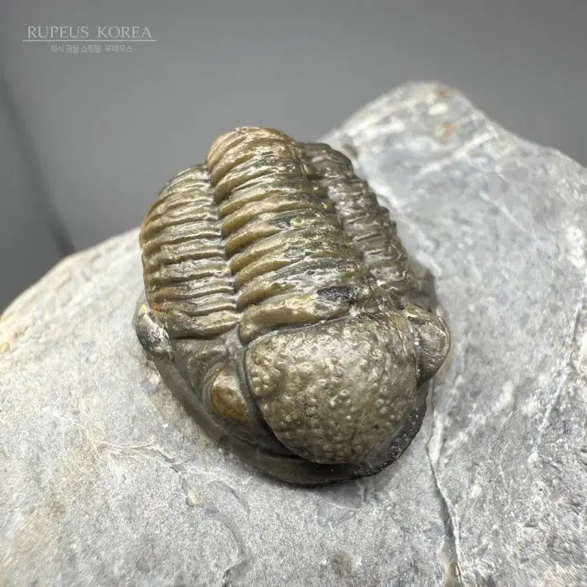 [BUNJANG] Asaphid Trilobite Fossil / A급 게라스토스 삼엽충