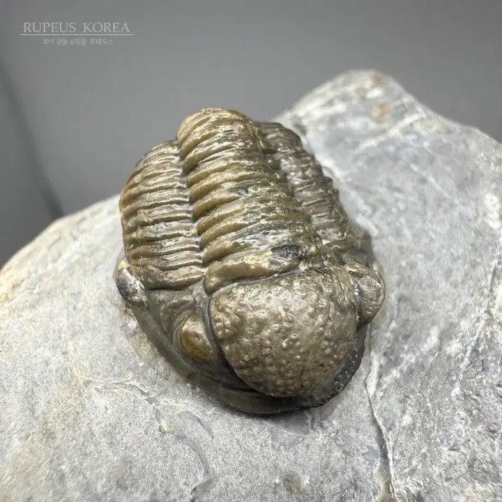 [BUNJANG] Asaphid Trilobite Fossil / A급 게라스토스 삼엽충