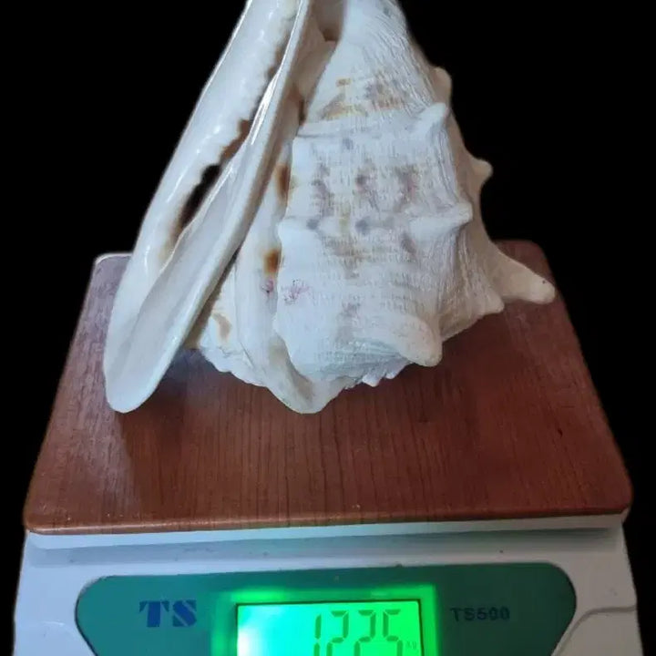 [BUNJANG] Rare Cockcomb Shell (Cassis Cornuta) - Large Decorative Piece / 닭볏고둥(뿔투구고둥)