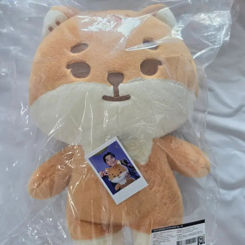 [BUNJANG] DAY6 Giant Petit Merz K [Polaroid] Sealed / 미개봉 원가 데이식스 md 자이언트 쁘띠멀즈 케 + 폴라