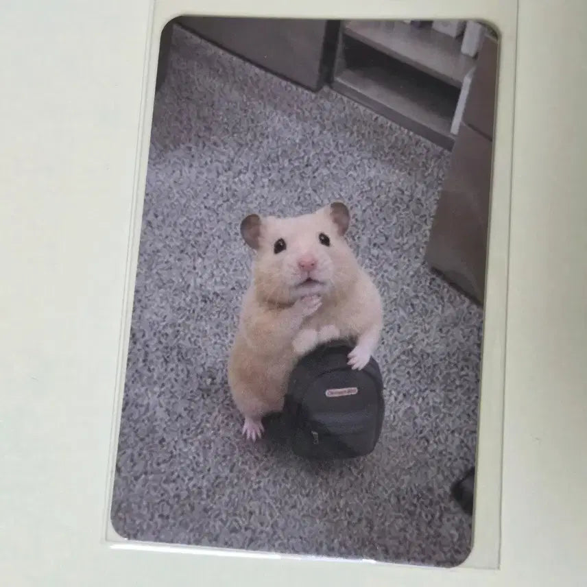 [BUNJANG] Kim Hamzzi Photocard (Emotional Instability) / 정서불안 김햄찌 포토카드