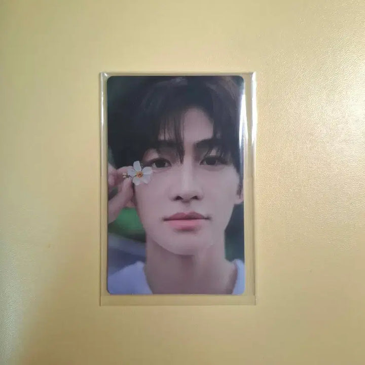 [BUNJANG] TWS Jihoon Hajimemashite Japan POB Photocard / TWS 투어스 지훈 하지메마시떼 일본 특전 포카