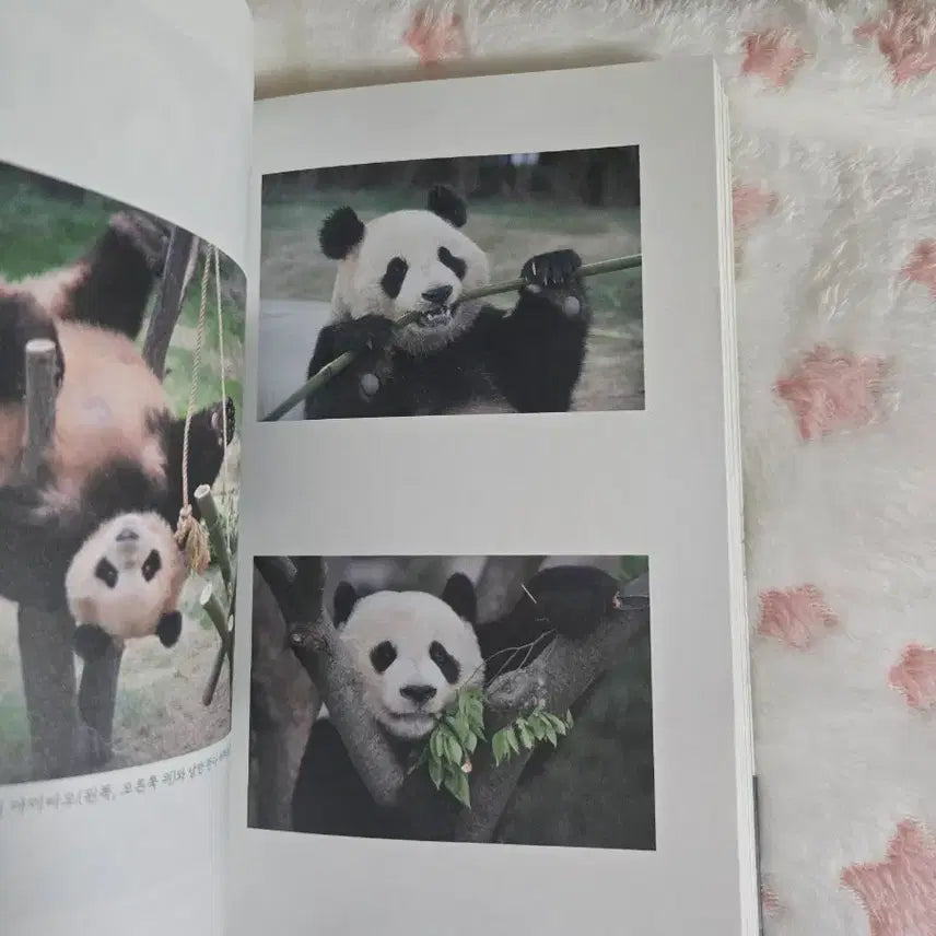 [BUNJANG] Bao Family Fu Bao Book / 바오패밀리 푸바오 책 판매합니다 급처