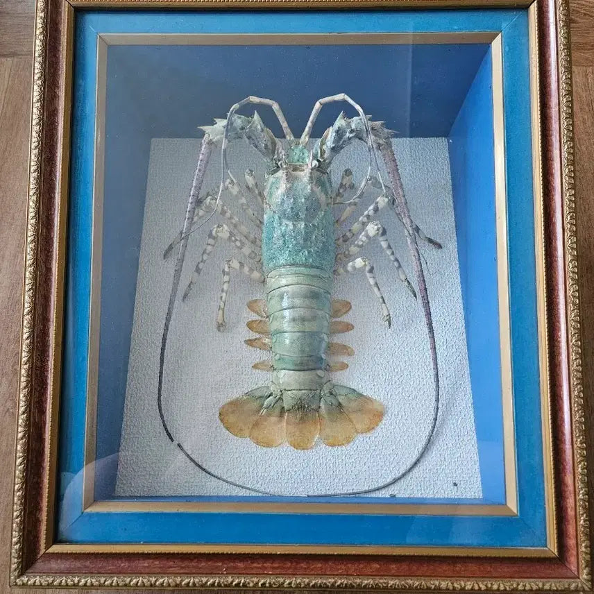 [BUNJANG] Real Lobster Specimen Frame / 표본 액자 바다가재