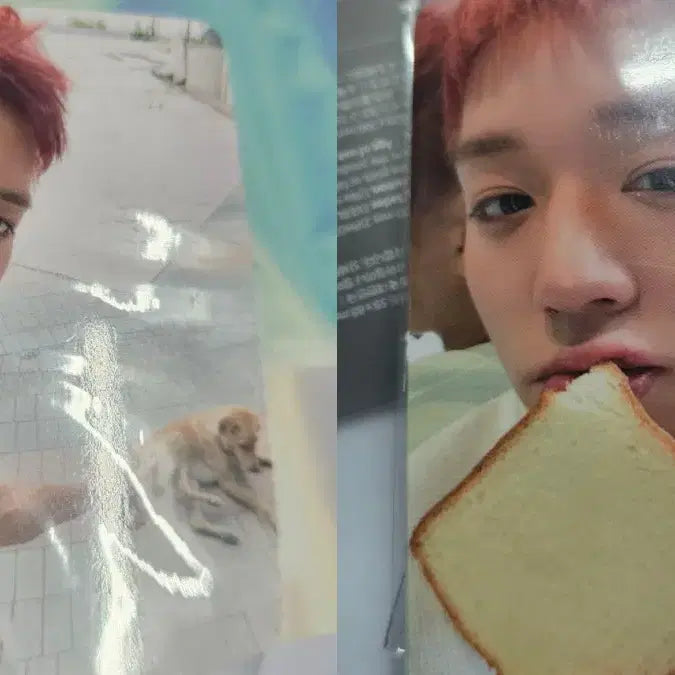 [BUNJANG] Park Jihoon RE:FLECT Popup Lucky Draw Photocard Set POB / 박지훈 팝업 럭드 포카 세트 미공포 강아지 식빵