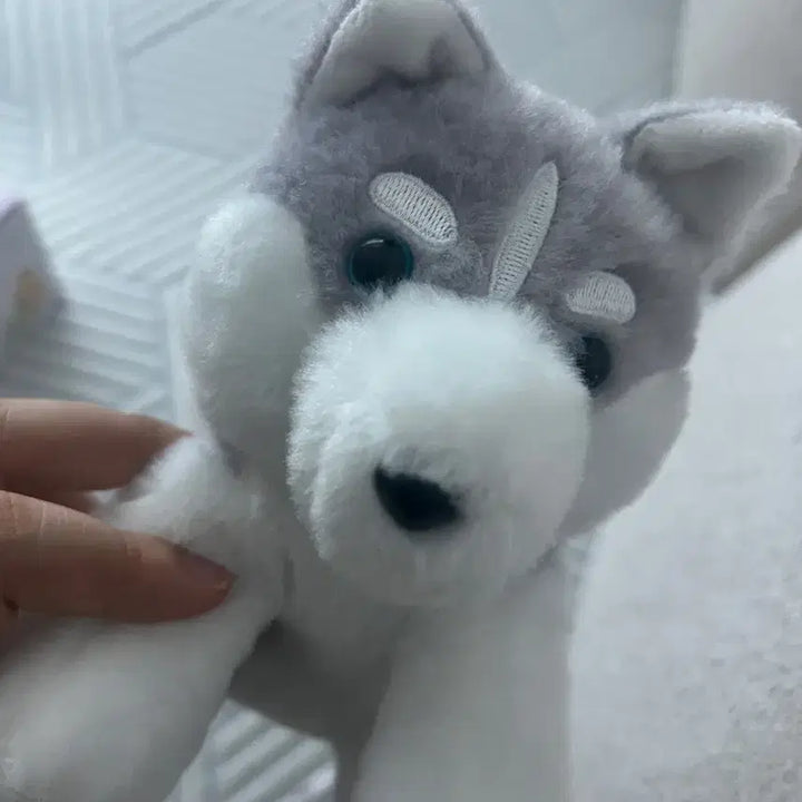 [BUNJANG] Amuse Husky Plush / 일본 어뮤즈 허스키 인형