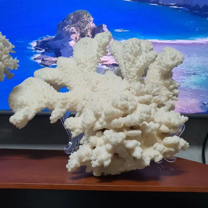 [BUNJANG] Set of 3 White Coral Decorative Pieces / 자연의 신비,아름다운 힌색 산호 3가지