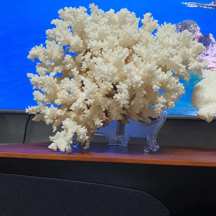 [BUNJANG] Set of 3 White Coral Decorative Pieces / 자연의 신비,아름다운 힌색 산호 3가지