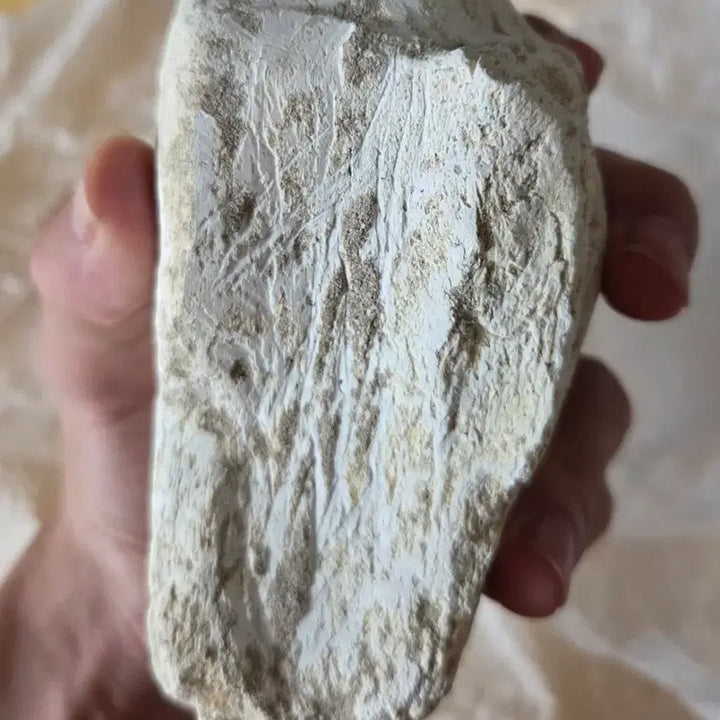 [BUNJANG] Authentic Mosasaurus Tooth Fossil with Jaw Fragment (16cm) / 진품 모사사우루스 이빨(턱 포함) 화석 판매합니다!