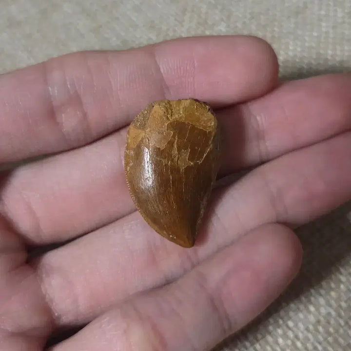 [BUNJANG] Authentic Carcharodontosaurus Tooth Fossil / 진품 카르카로돈토사우루스 이빨 화석 판매합니다!
