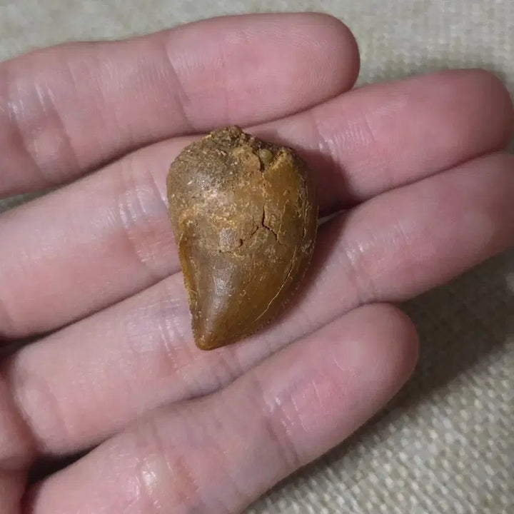 [BUNJANG] Authentic Carcharodontosaurus Tooth Fossil / 진품 카르카로돈토사우루스 이빨 화석 판매합니다!