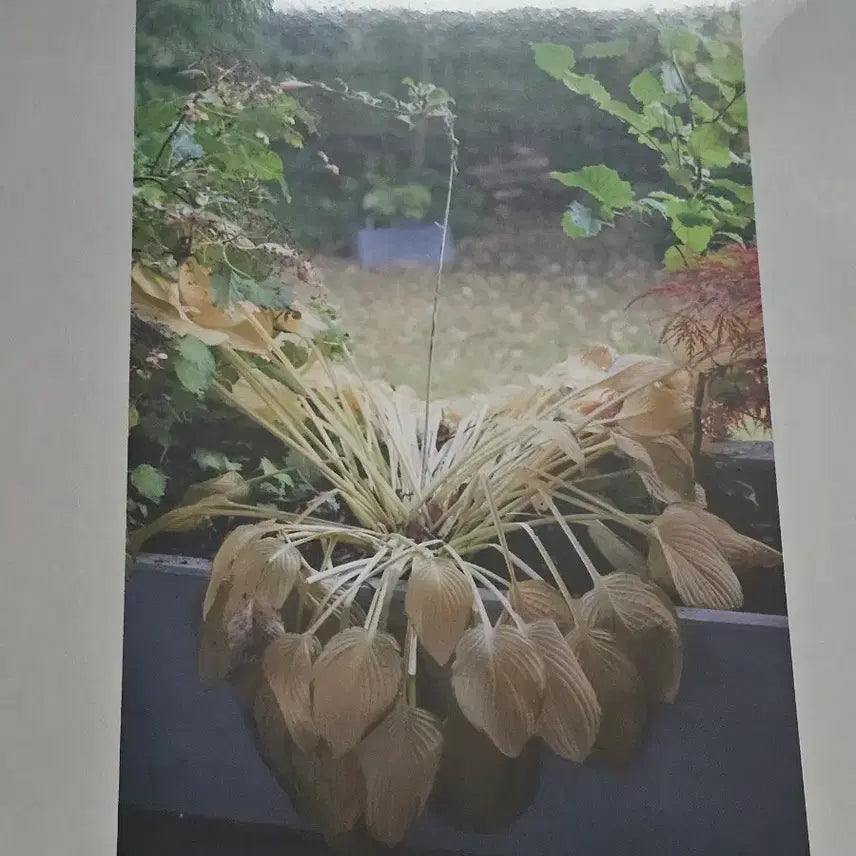 [BUNJANG] Hyukoh Love Poem LP (Sealed) / 혁오 사랑으로LP 미개봉