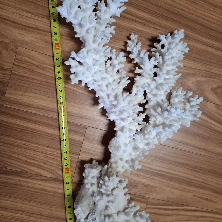 [BUNJANG] Natural Coral / 산호초