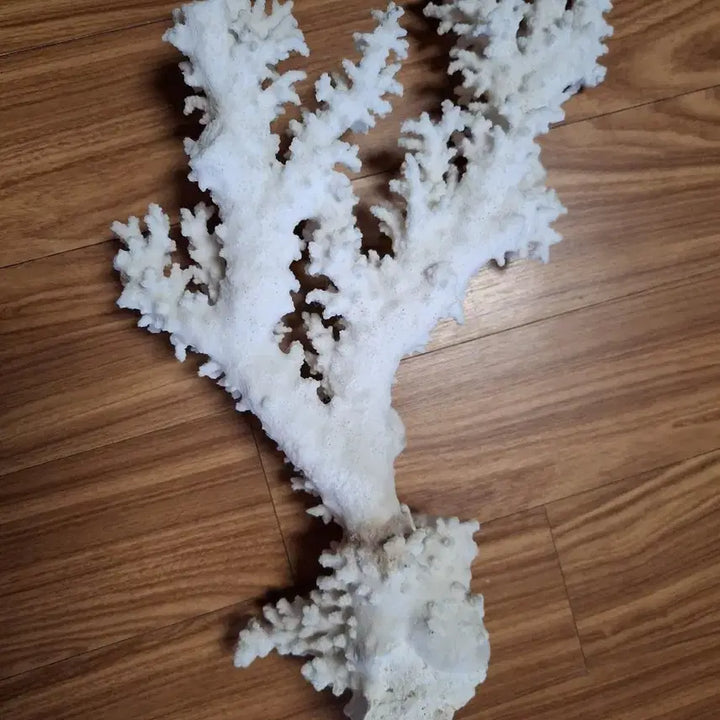 [BUNJANG] Natural Coral / 산호초