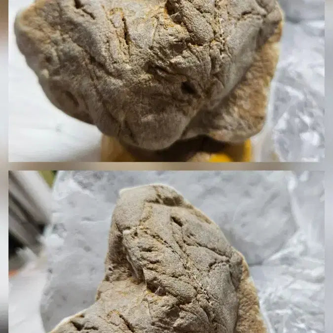 [BUNJANG] Rare Petrified Wood Stone / 규화석  희귀수석